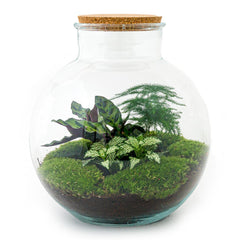 Bhūmi: Bonsai Verbinder - DIY Terrarium - ↕30cm