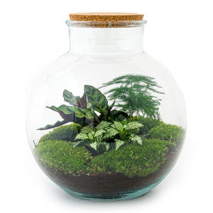 Bhūmi: Bonsai Verbinder - DIY Terrarium - ↕30cm