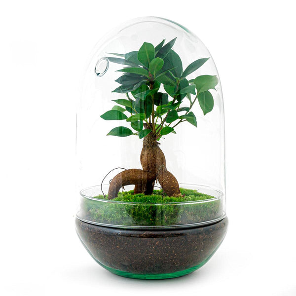 Omkara: Bonsai van Creatie - DIY Terrarium - ↕30cm