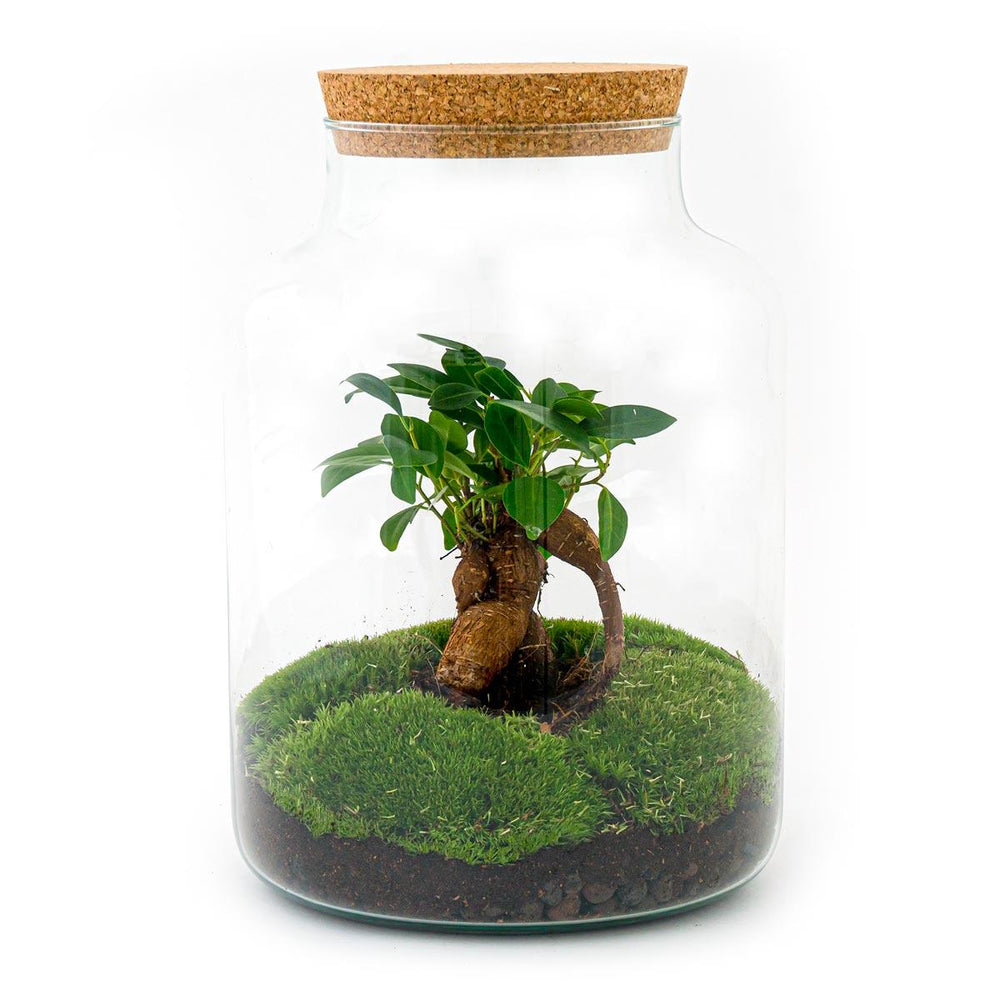 Milkyāna: Bonsai Sterrenpad - DIY Planten Terrarium met licht - Ø21cm ↑30cm + 4-delige Toolkit