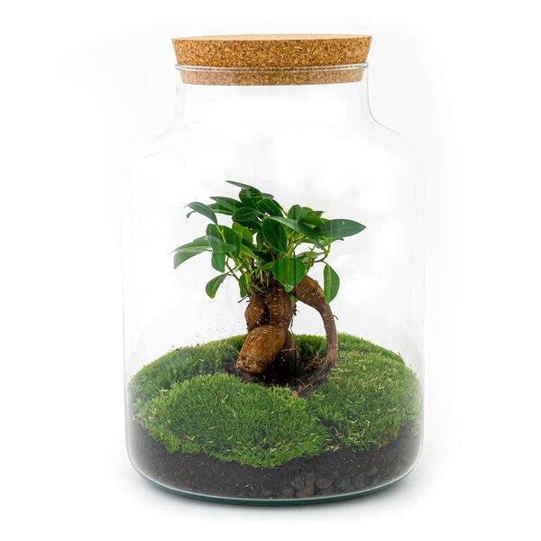 Milkyāna: Bonsai Sterrenpad - DIY Planten Terrarium met licht - Ø21cm ↑30cm + 4-delige Toolkit
