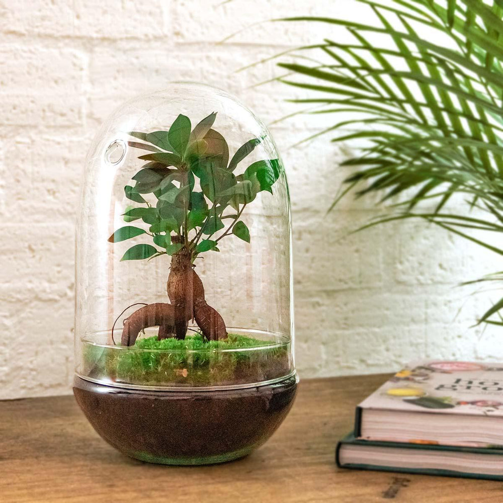 Omkara: Bonsai van Creatie - DIY Terrarium - ↕30cm