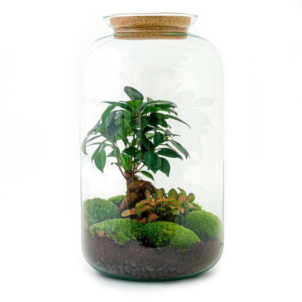 Shanti: Bonsai van Innerlijke Vrede - DIY Terrarium - ↕43cm + 4-delige Toolkit