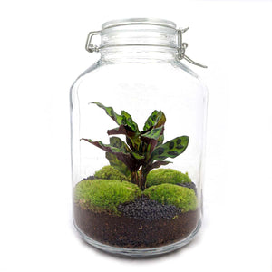 Chandra: Maanlicht Bonsai - DIY Terrarium - ↕28cm