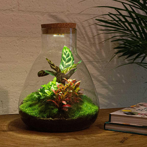 Satori: Bonsai van Ontwaking - DIY Planten Terrarium met licht - Ø24,5cm ↑30cm + Toolkit
