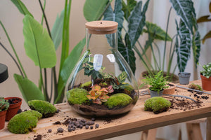 Satori: Bonsai van Ontwaking - DIY Planten Terrarium met Licht - Ø 30 cm ↑32cm