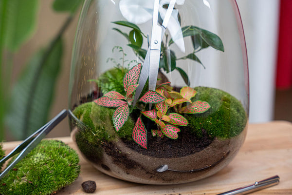 Terrarium Schaar RVS – Extra Lang met Gebogen Bladen