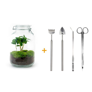 Brahma Bean: Bonsai van Creatie - DIY Terrarium - ↕28cm + 4-delige Toolkit