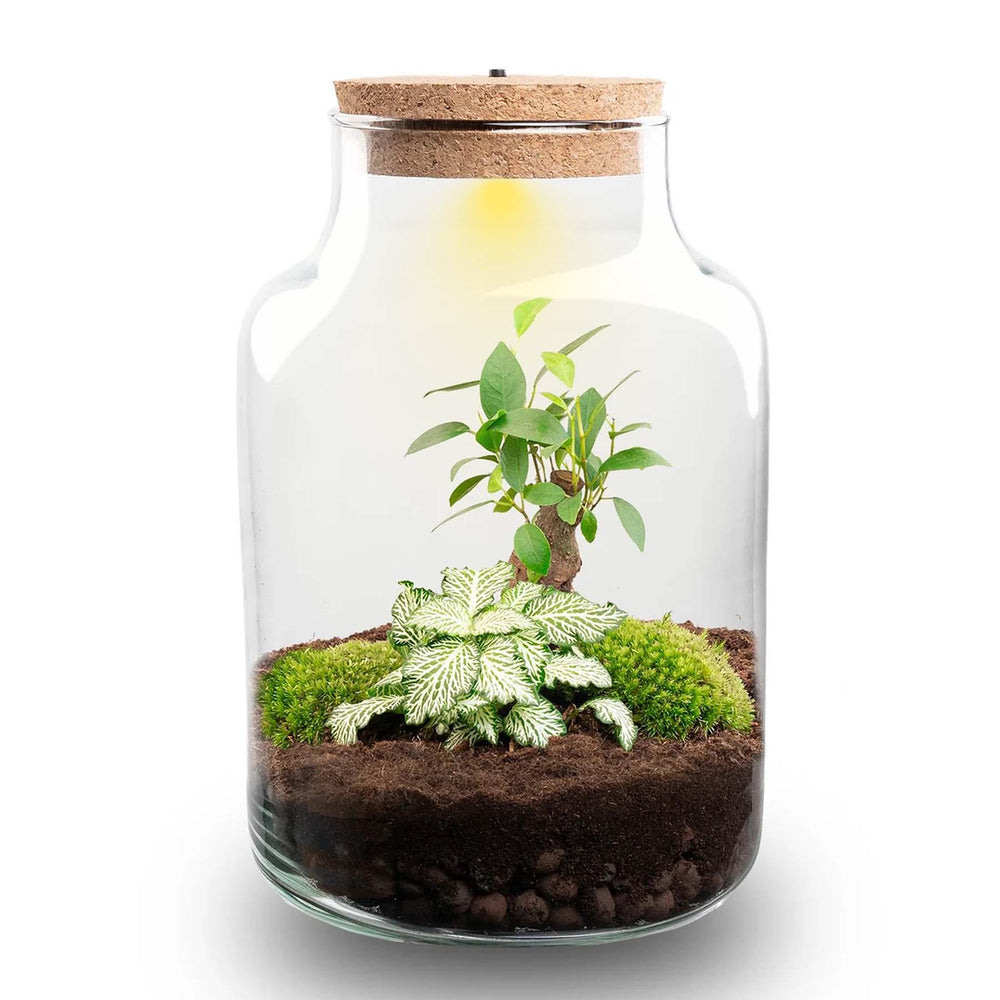 Milkyāna: Bonsai Sterrenpad - DIY Planten Terrarium met Licht - Ø17cm ↑25cm
