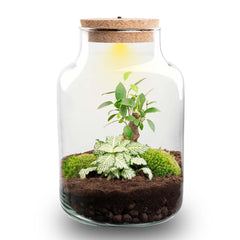 Milkyāna: Bonsai Sterrenpad - DIY Planten Terrarium met Licht - Ø17cm ↑25cm