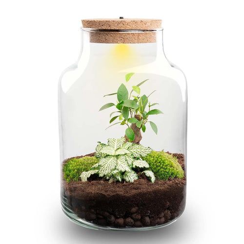 Milkyāna: Bonsai Sterrenpad - DIY Planten Terrarium met Licht - Ø17cm ↑25cm