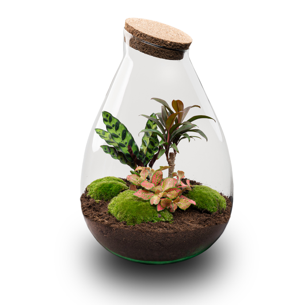 Prāṇa Palm: Bonsai van Ademhaling - DIY Planten Terrarium - Ø24cm ↑37cm