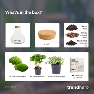 Sūrya: Bonsai van Licht - DIY Planten Terrarium – ↕27cm