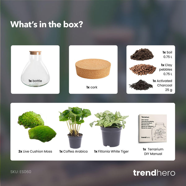 Sūrya: Bonsai van Licht - DIY Planten Terrarium – ↕27cm