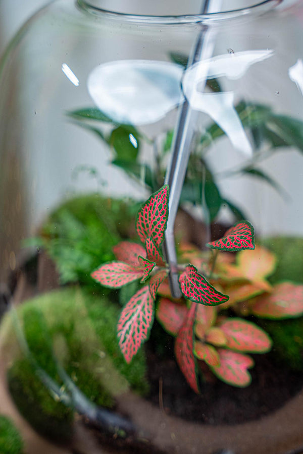 Terrarium Pincet RVS – Lange Plant Pincet voor Terrarium Verzorging