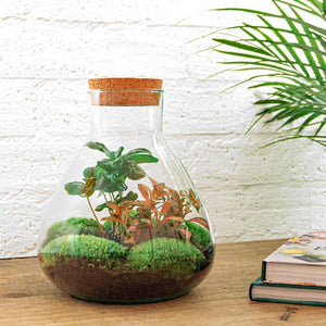 Sūrya: Bonsai van Licht - DIY Terrarium - Ø22,5cm ↑27cm