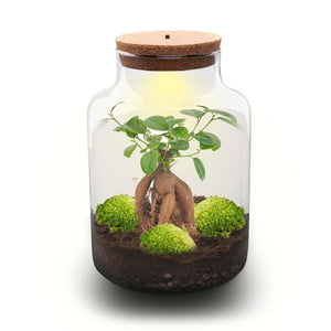 Milkyāna: Bonsai Sterrenpad - DIY Planten Terrarium met Licht - Ø21cm ↑30cm