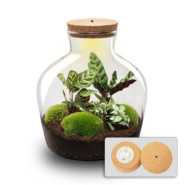 Jiva: Bonsai van Groei - DIY Planten Terrarium met licht - Ø29cm ↑30cm