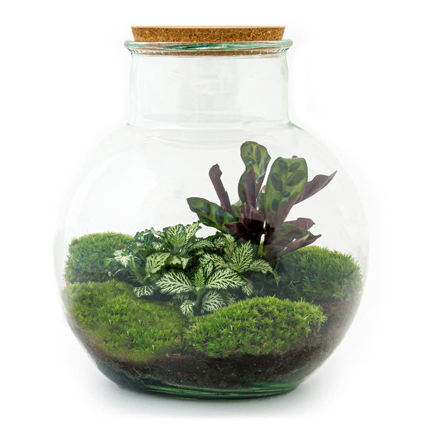 Tara: Bonsai van Compassie - DIY Planten terrarium (met licht) - Ø25cm ↑26,5cm + 4-delige Toolkit