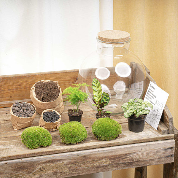 Bhūmi: De Aarde Verbinder - DIY Planten Terrarium – Zelfvoorzienend Mini-Ecosysteem L/XL