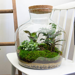Jiva: Bonsai van Groei - DIY Planten Terrarium met Licht - Ø29cm ↑30cm + 4-delige Toolkit