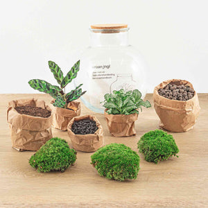 Tara: Bonsai van Compassie - DIY Planten terrarium (met licht) - Ø25cm ↑26,5cm + 4-delige Toolkit