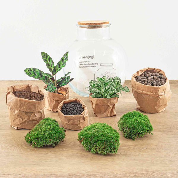 Tara: Bonsai van Compassie - DIY Planten terrarium (met licht) - Ø25cm ↑26,5cm + 4-delige Toolkit