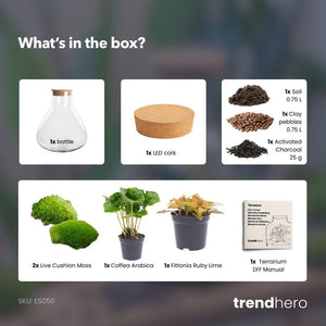 Sūrya: Bonsai van Licht - DIY Terrarium - Ø22,5cm ↑27cm