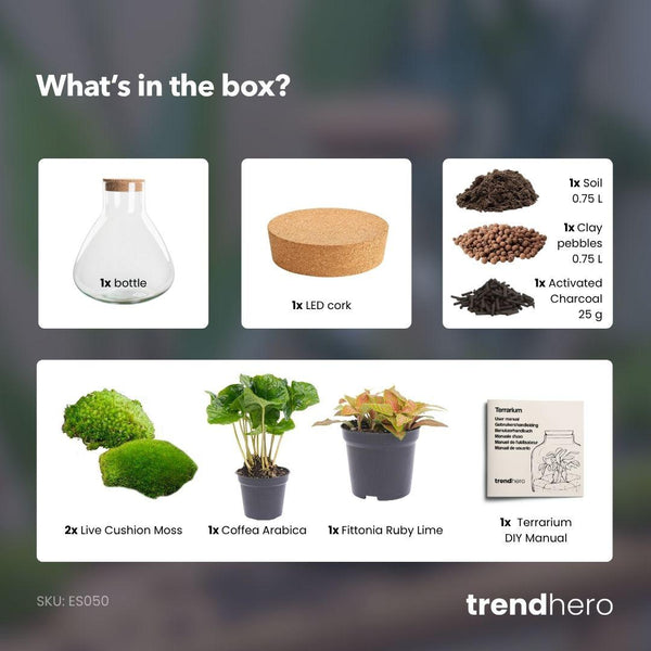 Sūrya: Bonsai van Licht - DIY Terrarium - Ø22,5cm ↑27cm