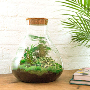 Satori: Bonsai van Ontwaking - DIY Planten Terrarium met Licht - Ø30cm ↑32cm + 4-delige Toolkit