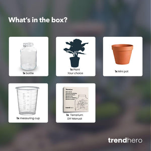 Brahma Bean: Koffieplant van Creatie - Easyplant - Ø18cm ↑28cm