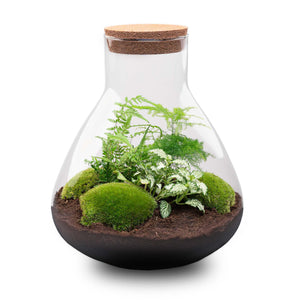 Satori: Bonsai van Ontwaking - DIY Planten Terrarium met Licht - Ø30cm ↑32cm + 4-delige Toolkit