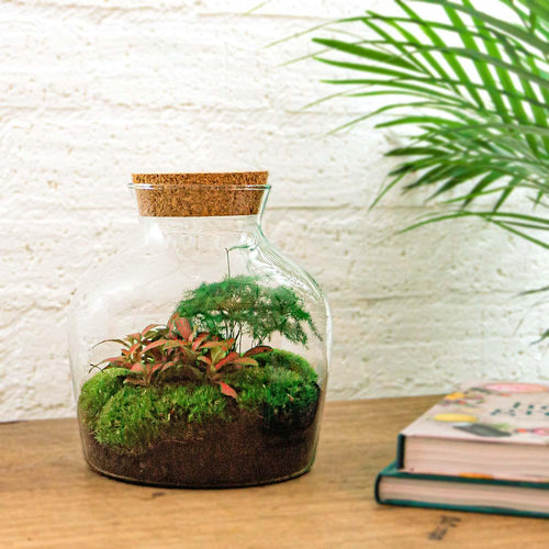 Jiva: Bonsai van Groei - DIY Terrarium - ↕21,5cm + 4-delige Toolkit