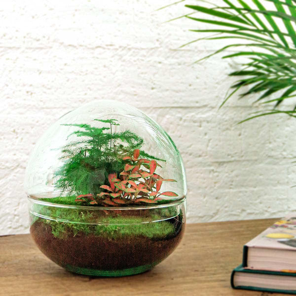 Dharma: Bonsai van Balans - DIY Terrarium - Dome Red - ↕20cm