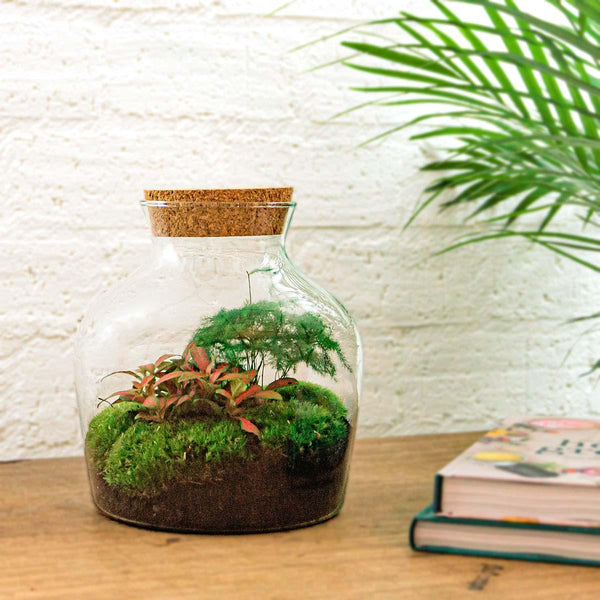 Jiva: Bonsai van Groei - DIY Terrarium - ↕1,5cm