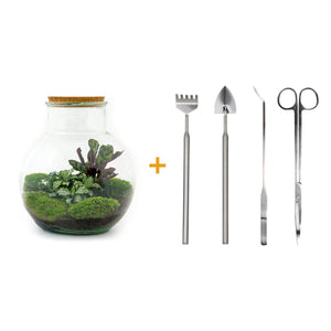 Tara: Bonsai van Compassie - DIY Planten terrarium (met licht) - Ø25cm ↑26,5cm + 4-delige Toolkit