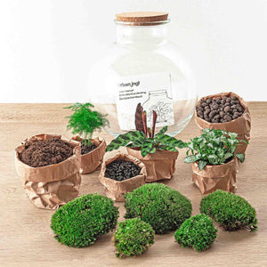 Bhūmi: Bonsai Verbinder - DIY Terrarium - ↕30cm