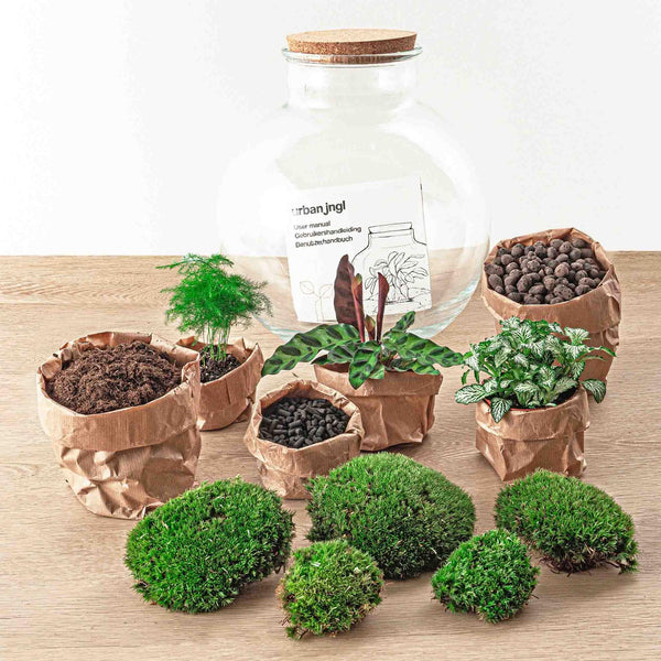 Bhūmi: Bonsai Verbinder - DIY Terrarium - ↕30cm