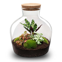 Jiva: Ziel van Groei - DIY Planten Terrarium met Licht - Ø29cm ↑30cm
