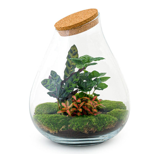 Prāṇa Palm: Bonsai van Ademhaling - DIY Planten Terrarium - Ø24cm ↑37cm + 4-delige Toolkit