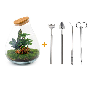 Prāṇa Palm: Bonsai van Ademhaling - DIY Planten Terrarium - Ø24cm ↑37cm + 4-delige Toolkit