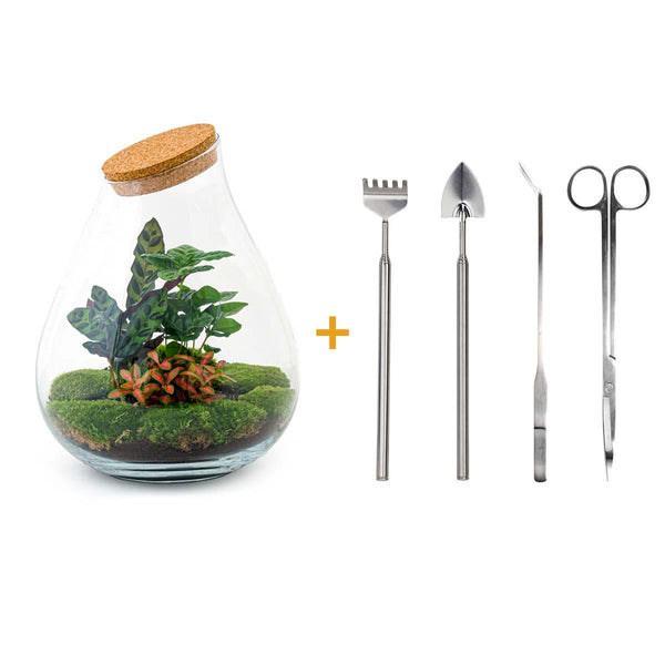 Prāṇa Palm: Bonsai van Ademhaling - DIY Planten Terrarium - Ø24cm ↑37cm + 4-delige Toolkit