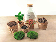 Sūrya: Bonsai van Licht - DIY Terrarium - Ø22,5cm ↑27cm