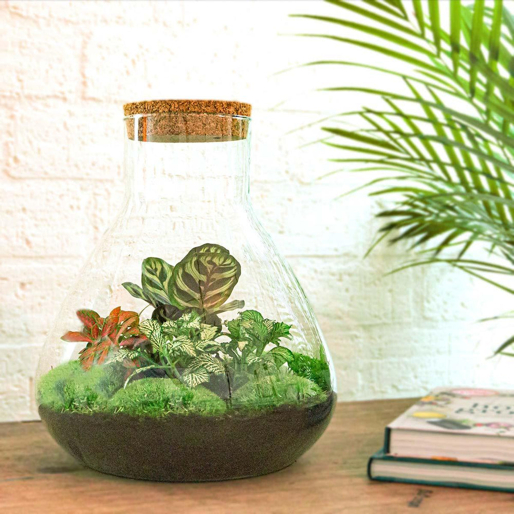Satori: Bonsai van Ontwaking - DIY Planten Terrarium met Licht - Ø30cm ↑32cm + 4-delige Toolkit