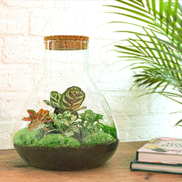 Satori: Bonsai van Ontwaking - DIY Planten Terrarium met Licht - Ø30cm ↑32cm + 4-delige Toolkit
