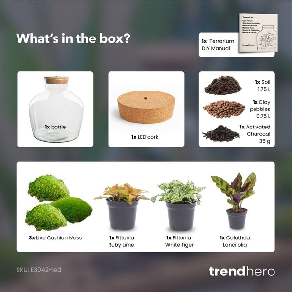 Jiva: Ziel van Groei - DIY Planten Terrarium met Licht - Ø29cm ↑30cm