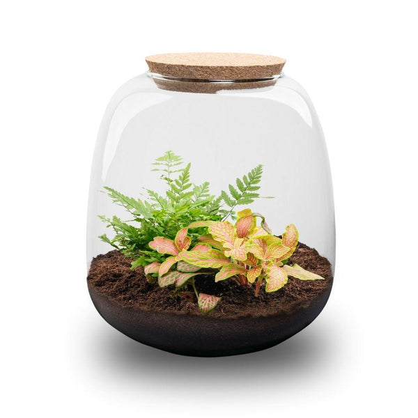 Elysia Mini: Tuin(tje) van Stilte - Planten Terrarium - ↑20cm Ø19cm - Fittona Ruby Lime