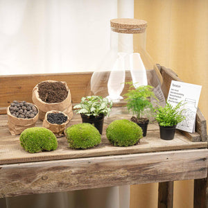 Satori: Bonsai van Ontwaking - DIY Planten Terrarium met Licht - Ø30cm ↑32cm