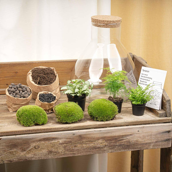 Satori: Bonsai van Ontwaking - DIY Planten Terrarium met Licht - Ø30cm ↑32cm