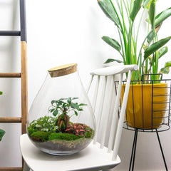 Rudra: Bonsai van Transformatie - DIY Planten Terrarium - Ø24cm ↑37cm